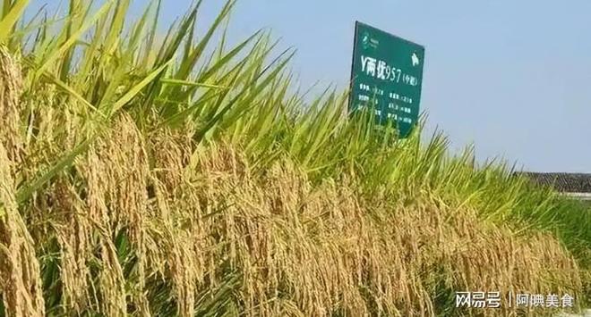 为曝光作案手法阴险粮食安全受威胁不朽情缘网站央媒通报！又一间谍行(图18)