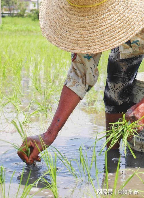 为曝光作案手法阴险粮食安全受威胁不朽情缘网站央媒通报！又一间谍行(图3)