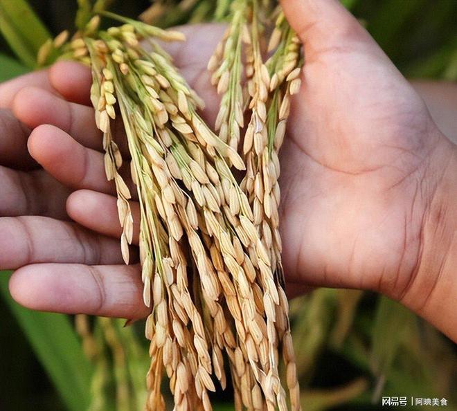 为曝光作案手法阴险粮食安全受威胁不朽情缘网站央媒通报！又一间谍行(图9)